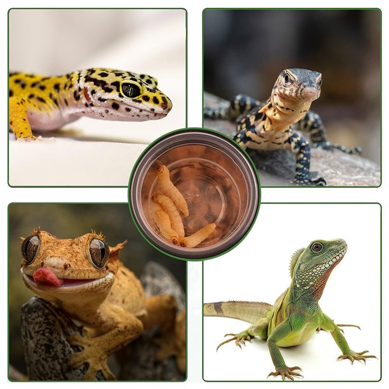 أكواب طعام وماء للسحالي (120 ق - مراجعة Pet Supplies Is Food وسعره